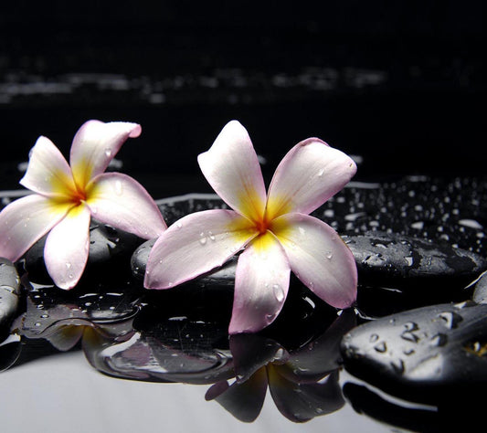 The Science & Psychology of Fragrance: Why We Love Certain Scents